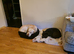 Bullador puppies