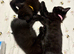 Black bengal cross kittens