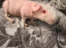 Female skinny pigs for sale