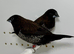 Beautiful Pair of chocolate bengalese finches