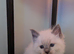 Beautiful Ragdoll Kittens
