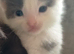 Light grey /white tortoise shell male kitten