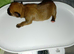 Puppies