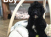 Rolo adorable apricot girl and black boy puppies