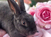 Blue self mini rex doe