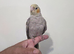 Hand Reared DNA male cockatiel