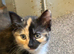 3 gorgeous kittens available now