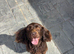 Cocker spaniel & Jack Russell
