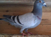 Racer male