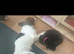 3 year old cocker spaniel cross