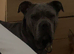 Ada Merle bandog