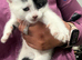 2 boy kittens
