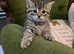 7 kittens ready now mixed boys and girls