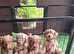 Stunning red F1 Cockapoo puppies