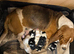 Beautiful KC reg Bassett Hound Puppies