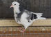 Young Birmingham roller pigeons