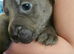 Only 2 boys remainimg cane corso x great dane puppies .