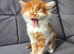 Ginger fluffy boy
