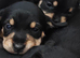 Schnauzer x Daschund F1 Schnoxies puppies