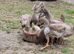 mixed breed juvenile Ducks