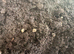 Giant African land snail with lots of babies