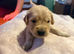 KC Registered Golden Retriever puppies