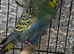 Beautiful budgies for sale