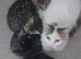 2 kittens girls left