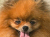 *Beautiful female companion pomeranian *