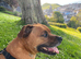 WANTED - Red Staffordshire bull terrier