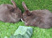 Chocolate button bunnies