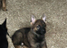 2 German shepherd pups