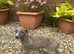 2 beautiful kc reg male whippets
