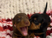4 gorgeous miniature dachshund puppies