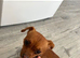 Miniature jack russell
