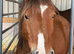 Registered new Forrest gelding