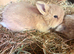 Netherland x mini lop