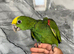 Hand-Rearing Baby Friendly Super Tame Cuddly Yellow Crown Amazon Parrot,18