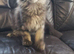 Pure Maine Coon Kittens
