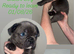 Beautiful French Bulldog Puppies