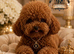 5-star licensed ESPONJOSO Exclusive Half Asian Toy Poodles DWKC registered