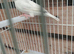 Pair javas