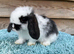 Pure mini lops