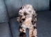 Merle cockapoo female