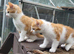 Beautiful kitten looking good a home