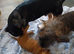 2 boys left out of three looking for new  loving homes