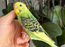Hand tame female baby budgie