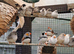Zebra finch for sale