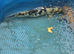 Koi