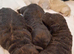 Fb1cockapoo puppy’s for sale